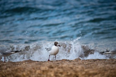Deniz kıyısında güzel büyük martı doğa kuşların fauna yaz tatil
