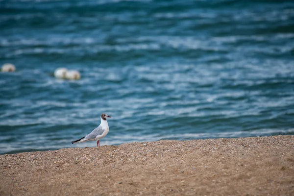 Pěkný Velký Racek Mořském Pobřeží Přírodní Ptáci Fauna Letní Dovolená — Stock fotografie