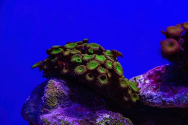 Deniz mercan resifi akvaryumunda güzel şakayıklar. 