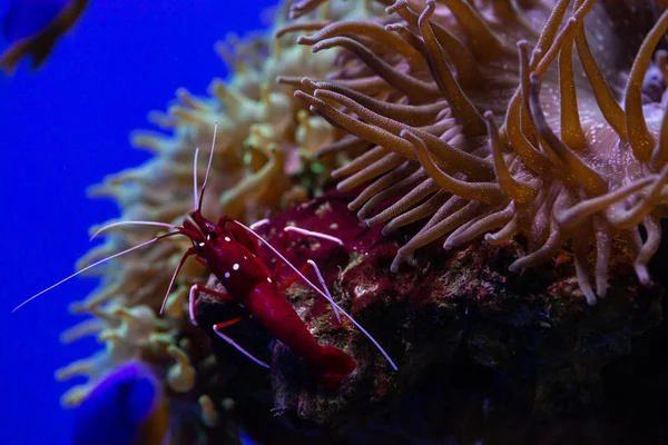 Lysmata debelius cleaner shrimp ocean life nature close up wild anemones aquarium hobby