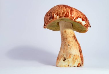 Boletus edulis kral bolete beyaz arka plan üzerinde izole yakın porcini kadar