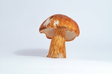 Boletus edulis kral bolete beyaz arka plan üzerinde izole yakın porcini kadar