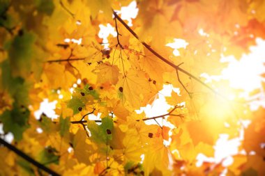 Nice sarı turuncu kırmızı yaprakları doğa arka plan soyut makro sonbahar kadar yakın