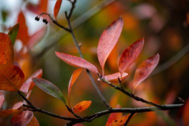 Nice sarı turuncu kırmızı yaprakları doğa arka plan soyut makro sonbahar kadar yakın