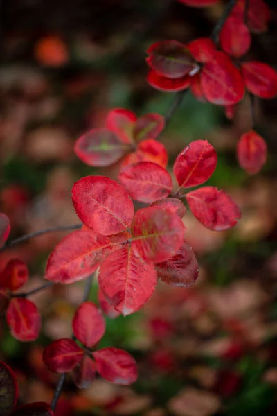 Nice Yellow Orange Red Leaves Nature Background Abstract Macro Close — Stock Photo, Image