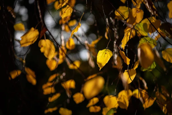 Schön Gelb Orange Rot Blätter Natur Hintergrund Abstrakt Makro Nahaufnahme — Stockfoto