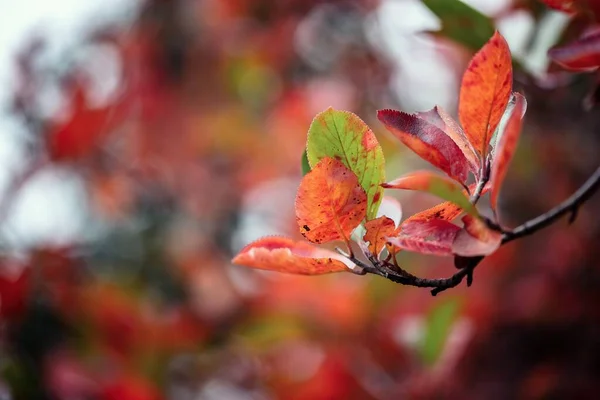 Nice Yellow Orange Red Leaves Nature Background Abstract Macro Close — Stock Photo, Image