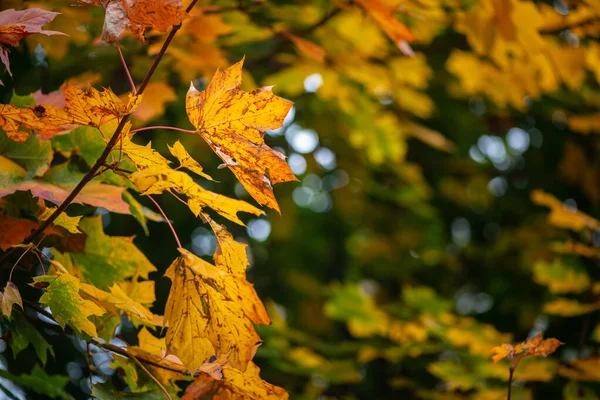 Nice sarı turuncu kırmızı yaprakları doğa arka plan soyut makro sonbahar kadar yakın
