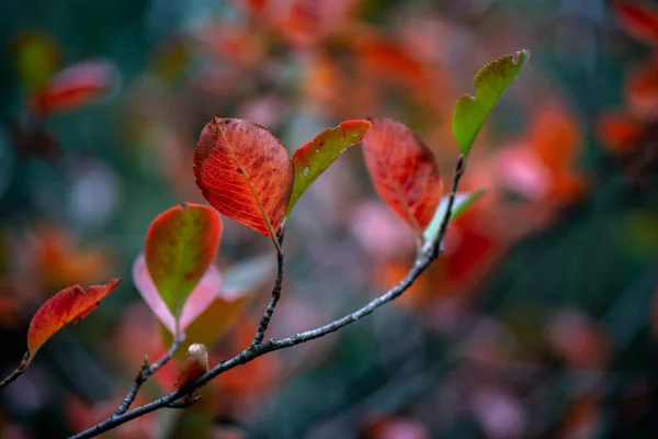 Pěkná Žlutá Oranžová Červená Listí Příroda Pozadí Abstraktní Makro Zavřít — Stock fotografie