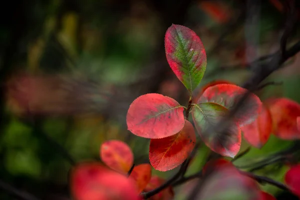 Czerwony Fajny Jesień Makro Natura Pomarańczowy Streszczenie Tło Zbliżenie — Zdjęcie stockowe