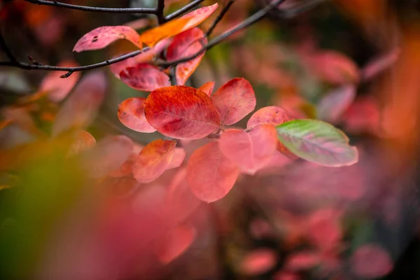 Belle Jaune Orange Rouge Feuilles Nature Fond Abstrait Macro Gros — Photo