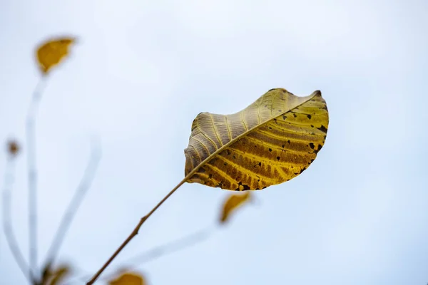 Belle Jaune Orange Rouge Feuilles Nature Fond Abstrait Macro Gros — Photo