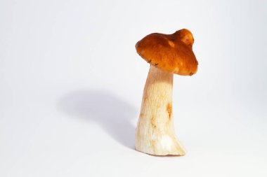 Boletus edulis beyaz arka planda izole edildi. Gıda gurmesi Doğa Sağlığı