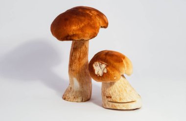 Boletus edulis beyaz arka planda izole edildi. Gıda gurmesi Doğa Sağlığı