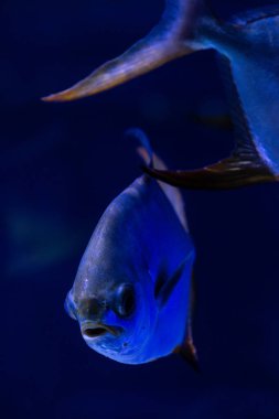 Güzel deniz Pompanos Trachinotus, deniz balığı çalıyor mavi renkli su akvaryumu okyanus yaşamı