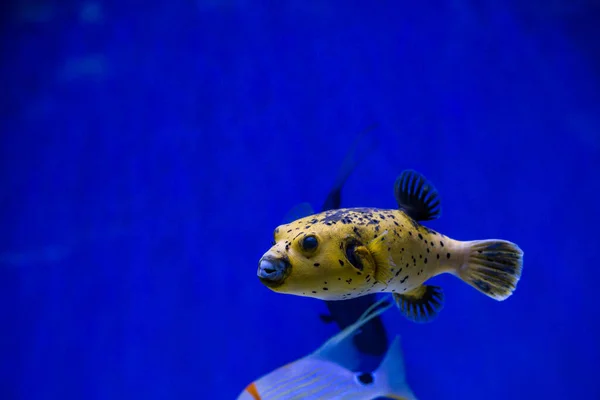 Arothron Meleagris Guineafowl Puffer Eller Gyllene Blåsa Hav Gul Fisk — Stockfoto