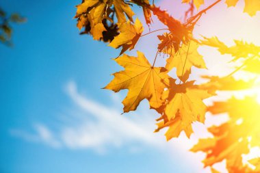 Nice sarı turuncu kırmızı yaprakları doğa arka plan soyut makro sonbahar kadar yakın