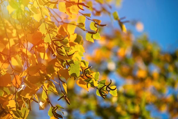 Bello Giallo Arancio Rosso Foglie Natura Fondo Astratto Macro Primo — Foto Stock