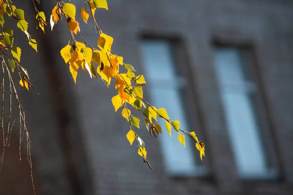 Красивый Желтый Оранжевый Красный Листья Природы Фон Абстрактный Макрос Закрыть — стоковое фото