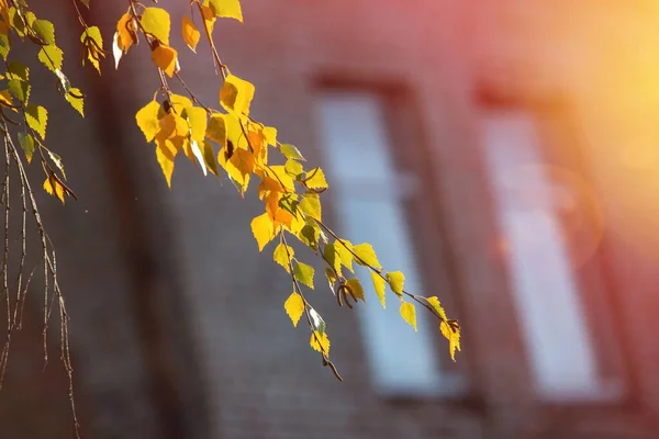 Ωραίο Κίτρινο Πορτοκαλί Κόκκινα Φύλλα Φύση Φόντο Αφηρημένο Μακρο Κοντά — Φωτογραφία Αρχείου