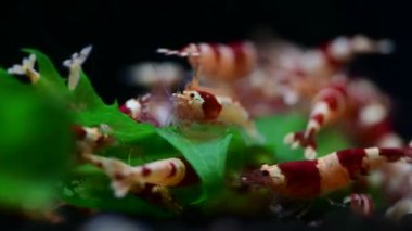 Kristal kırmızı arı karides besleme akvaryumu Tayvan arı hobisi 4k 