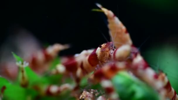 クリスタル赤蜂エビ給餌水族館台湾蜂趣味4K — ストック動画