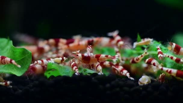 Cristallo Rosso Ape Gamberetti Alimentazione Acquario Taiwan Hobby Delle Api — Video Stock