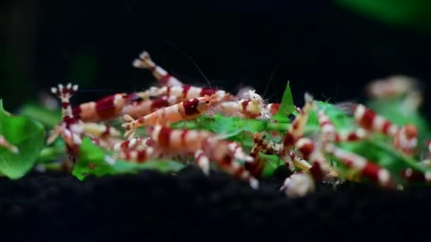 Kristal Kırmızı Arı Karides Besleme Akvaryumu Tayvan Arı Hobisi — Stok video