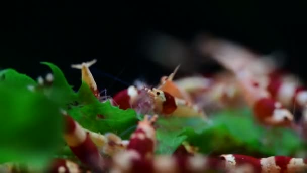 クリスタル赤蜂エビ給餌水族館台湾蜂趣味4K — ストック動画