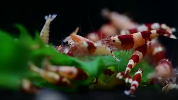 Cristal Rouge Crevettes Alimentation Aquarium Taiwan Hobby Abeille — Video