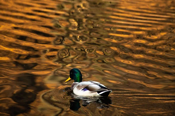 Pato Joven Reflejo Dorado Agua Lago Naturaleza Aves Vida Silvestre — Foto de Stock