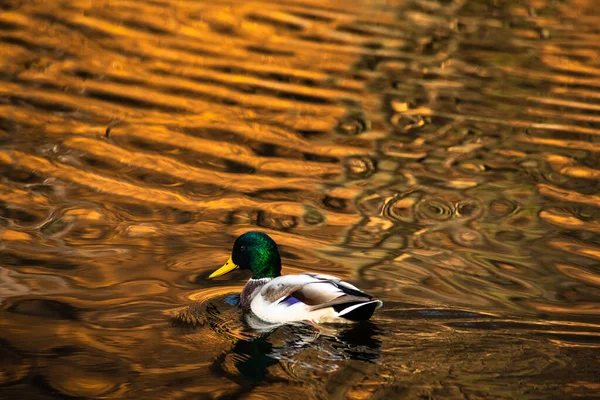 Pato Joven Reflejo Dorado Agua Lago Naturaleza Aves Vida Silvestre — Foto de Stock