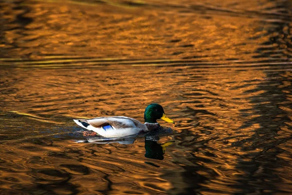 Pato Jovem Reflexão Dourada Água Lago Natureza Aves Vida Selvagem — Fotografia de Stock