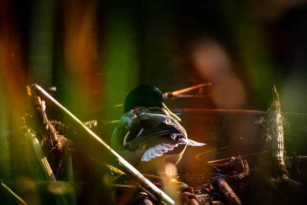 Mladá Kachna Zlatém Odrazu Vodní Jezero Příroda Ptáci Divoký Život — Stock fotografie