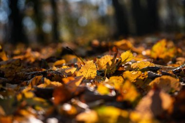 Nice sarı turuncu kırmızı yaprakları doğa arka plan soyut makro sonbahar kadar yakın