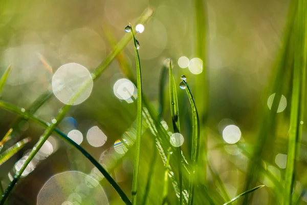 Nice Morning Dew Green Grass Close Macro Photography Nature — Stock Photo, Image
