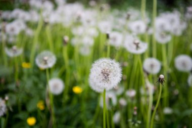 Karahindiba kafasından ipeksi çimen
