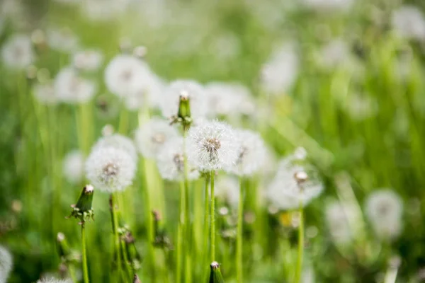 Tête de pissenlit soyeux dans l'herbe — Photo