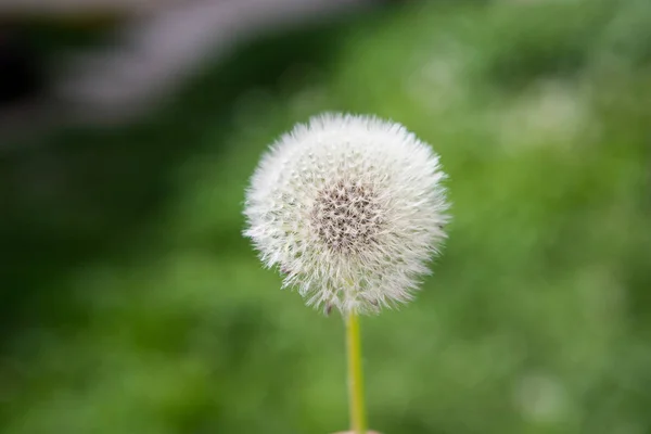 Diente de león con fondo verde — Foto de Stock