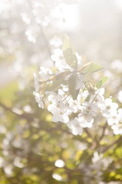 Beyaz çiçekler ilkbaharda çiçek kiraz ağacının görüntüyü kapat