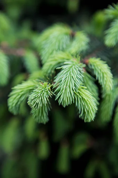 Young pine needles closeup. Natural green background — Stock Photo, Image