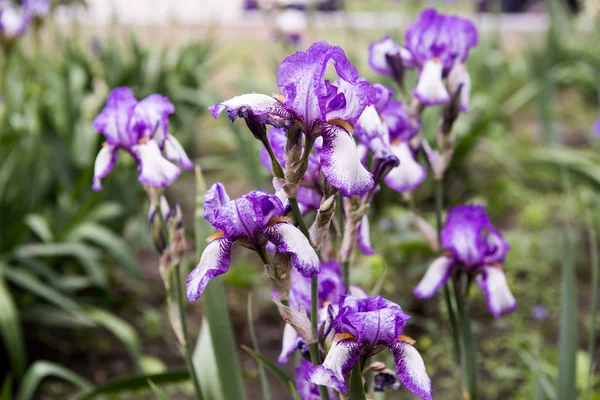 Flores de primavera, iris púrpura en el jardín — Foto de Stock