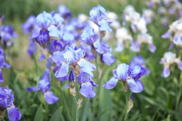 Flores de primavera, iris azules en el jardín — Foto de Stock