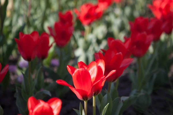 Tulipanes rojos en el jardín Fotos De Stock Sin Royalties Gratis