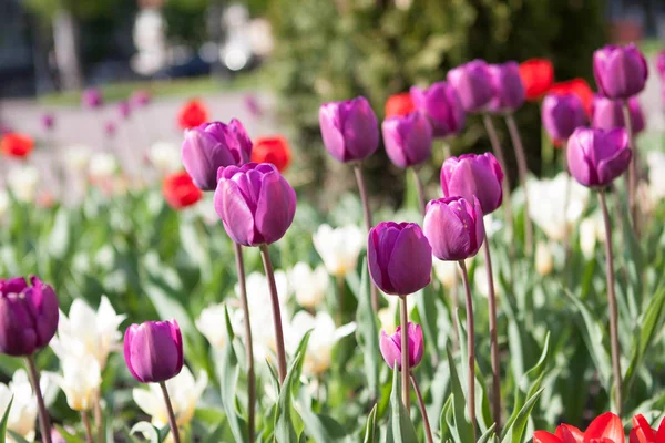 Hermosas flores coloridas tulipanes púrpura florecen en el jardín de primavera. Papel pintado decorativo con flor de tulipán violeta en primavera Fotos De Stock
