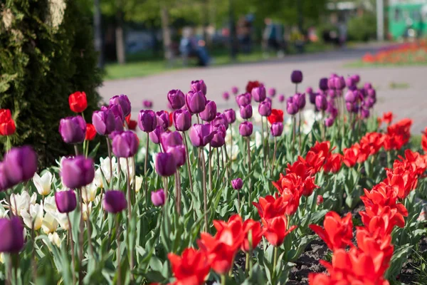 Hermosas flores de color púrpura y tulipanes rad florecen en el jardín de primavera. Papel pintado decorativo con flor de tulipán violeta en primavera Fotos De Stock