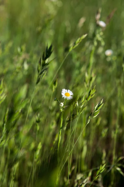 Una margarita de campo en hierba verde — Foto de Stock