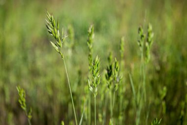 Yeşil yaz çimen. Yeşil çimen