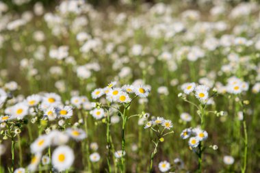 Papatya alan. Birçok küçük chamomiles