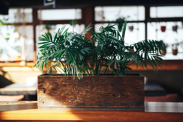 Green fresh plant, decorated on a wooden table for the interior of the room  restaurant — Stock Photo, Image